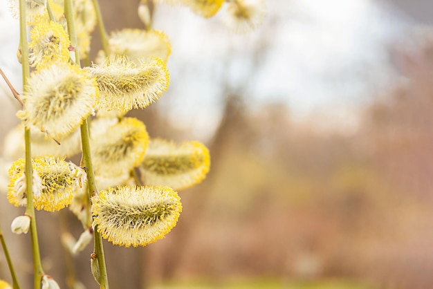 Branche de saule avec bourgeons jaunes au printemps Gros plan