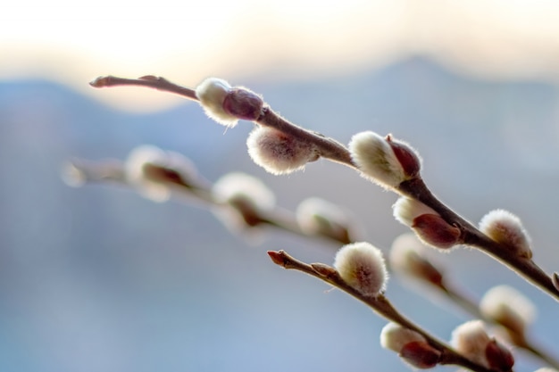 Branche de saule avec chatons sur bleu clair floue, saule