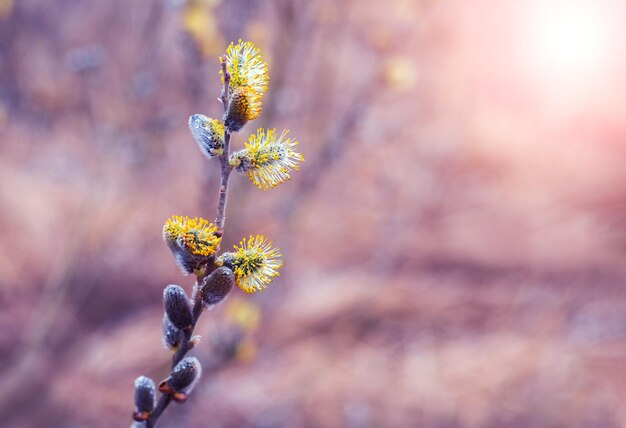 Branche de saule avec des chatons moelleux dans la forêt sur un arrière-plan flou au coucher du soleil