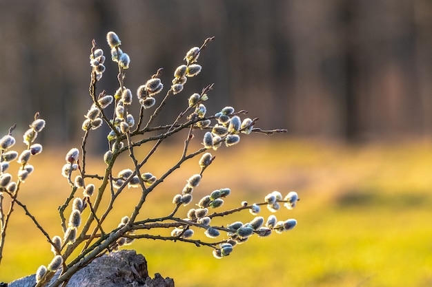 Branche de saule avec des chatons moelleux dans la forêt sur un flou