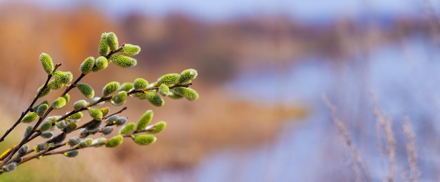 Branche de saule avec des chatons près de la forêt et de la rivière sur un fond clair flou Fond de Pâques