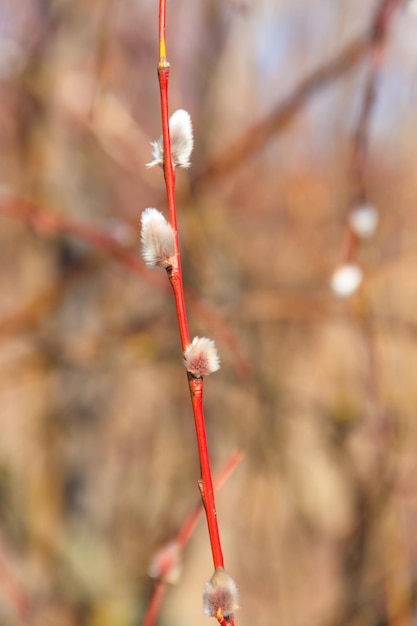 Branche de saule de chatte au début du printemps