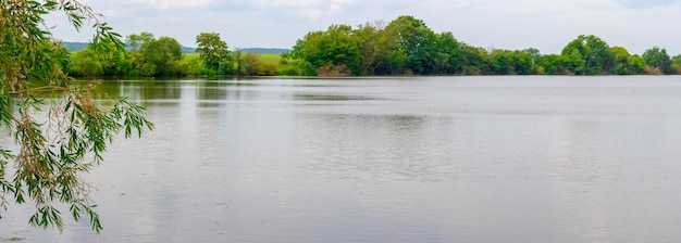 Branche de saule avec des feuilles vertes près du paysage d'été de la rivière