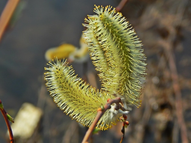 Une branche de saule avec une fleur jaune