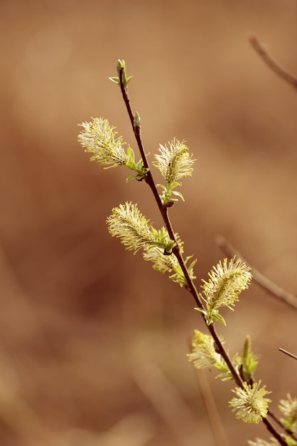 Branche de saule en fleurs au printemps, arrière-plan saisonnier de Pâques