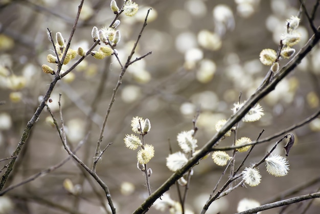Branche de saule en fleurs au printemps fond de pâques vintage saisonnier avec espace de copie