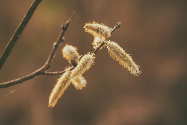 Branche de saule en fleurs