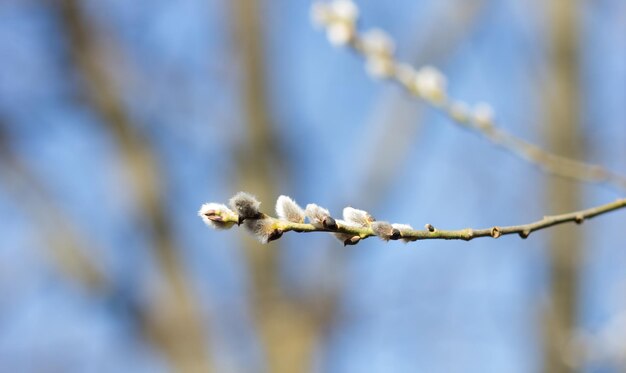 Branche de saule sur le fond de ciel