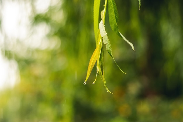 Branche de saule humide avec des feuilles vertes sous la pluie