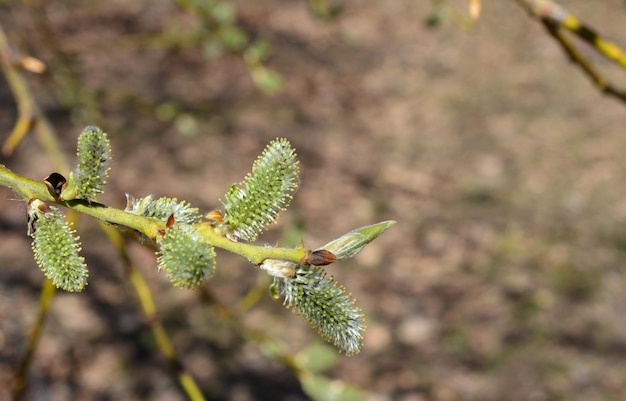 une branche de saule isolée de l'espace de copie