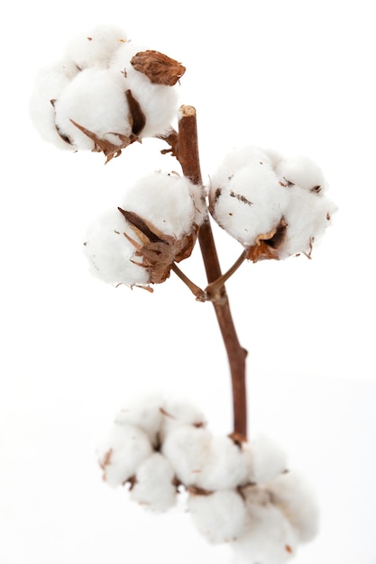 Branche sèche de coton close up sur fond blanc floral concept