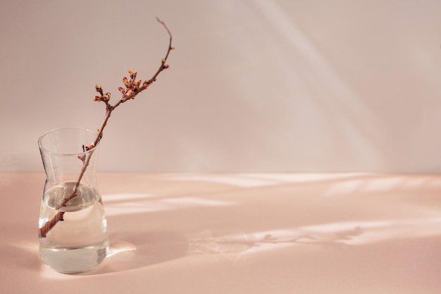 Branche sèche de pomme avec des bourgeons dans un vase