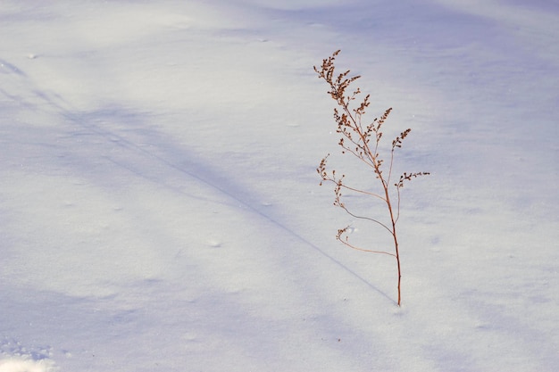 branche sèche solitaire sur la surface de neige brillante et givrée avec la lumière du soleil du soir