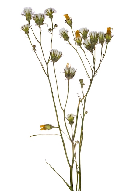 Branche séchée pressée fleur de champ de printemps Herbier de fleurs sauvages