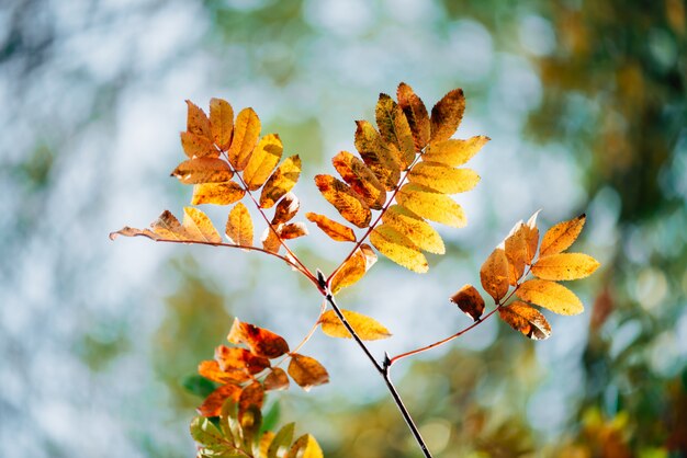 Branche de sorbier sauvage dans la forêt d'automne sur le ciel bokeh. Feuille d'automne orange en gros plan du soleil.