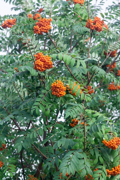 Une branche avec un tas de sorbier rouge mûr