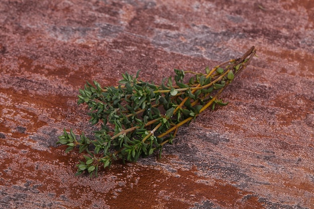 Branche de thym vert