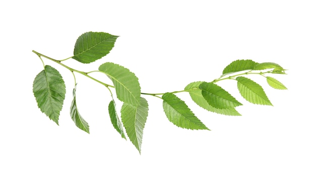 Branche de tilleul avec de jeunes feuilles vertes fraîches isolées sur la saison du printemps blanc