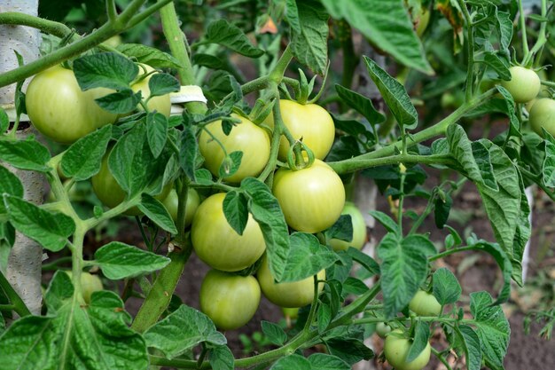 branche avec des tomates vertes sur la plante dans le jardin de près