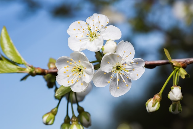 Branche avec trois fleurs blanches de cerises