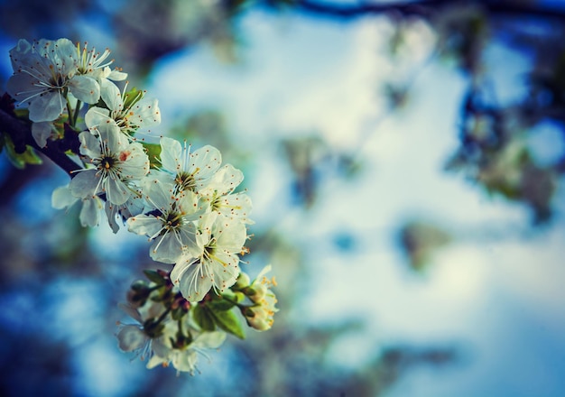 Branche unique de sherry avec des fleurs blanches en fleurs stile instagram