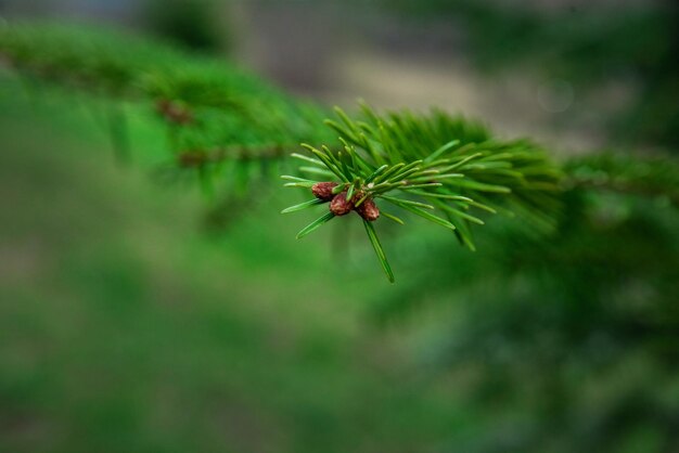 Une Branche Verte D'un Arbre De Noël épicéa Avec Des Gouttes De Rosée