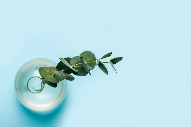 Branche verte d'eucalyptus dans un vase en verre sur fond bleu