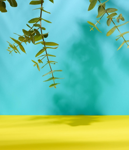 Branche verte d'eucalyptus sur fond de papier jaune bleu Scène pour la publicité et l'affichage de produits cosmétiques