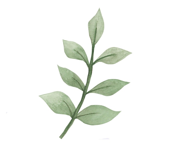 Branche verte avec des feuilles aquarelle
