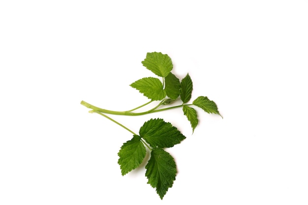 Branche verte avec des feuilles isolées sur fond blanc branche de framboise