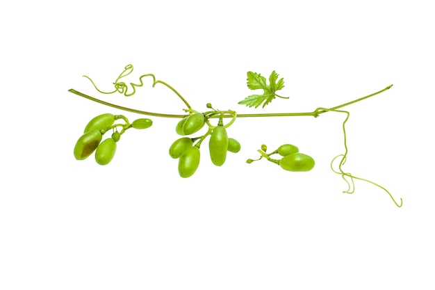 Branche verte fraîche de raisins avec des fruits non mûrs sur fond blanc