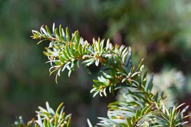 Branche verte de genévrier virginiana ou de genévrier de Virginie ou de genévrier oriental