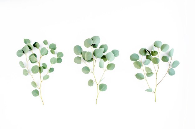 Branche verte laisse eucalyptus isolé sur fond blanc Vue de dessus plat concept minimal