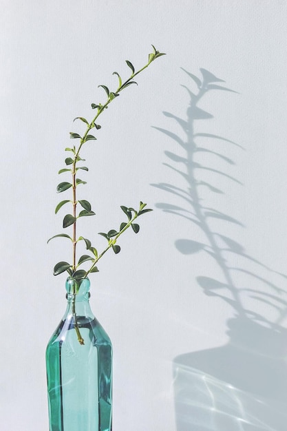 Branche verte de plante en bouteille de verre sur fond de mur blanc belle ombre et réflexion