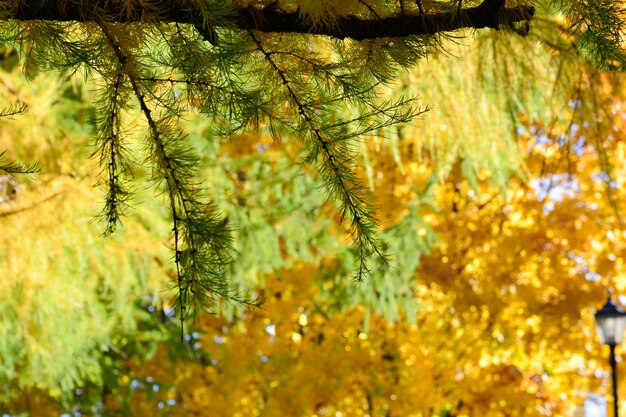 Branche verte de sapin sur le fond d&#39;un parc en automne avec un feuillage jaune coloré sur les arbres