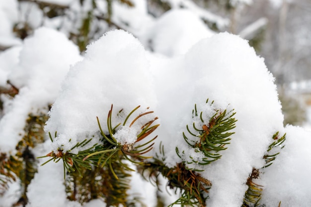 Branche verte de sapin sous la calotte enneigée. Paysage d'hiver.