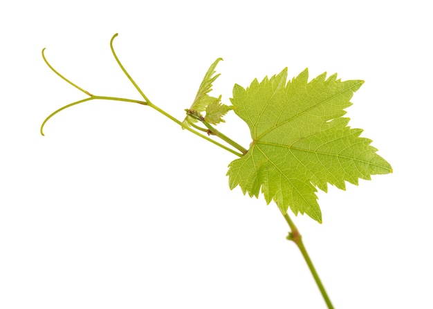 Branche verte de vigne isolée