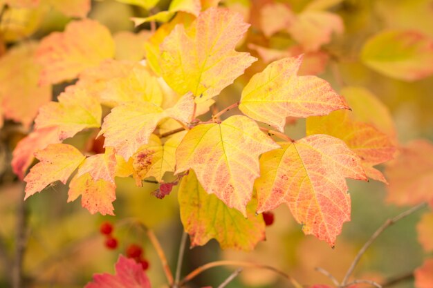 Branche de Viburnum avec des baies rouges et des feuilles jaunes d'automne sur l'arrière-plan flou. Thème d'automne.