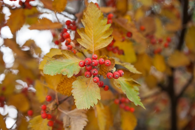 Branche de viburnum rouge dans le jardin, baies de Viburnum viburnum et feuilles en plein air à l’automne