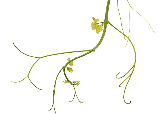 Branche de vigne avec vrilles et jeunes feuilles jeunes feuilles de vigne fraîches isolées sur fond blanc