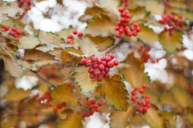 Branche de Viorne rouge dans le jardin. Viburnum viburnum opulus baies et feuilles en plein air en automne automne. Bouquet de baies de viorne rouge sur une branche.