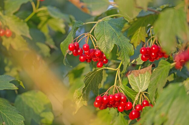 Branche de viorne rouge dans le jardin