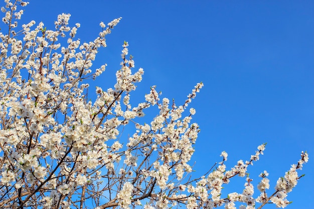 Branches d'abricot en fleurs contre le ciel bleu du printemps.