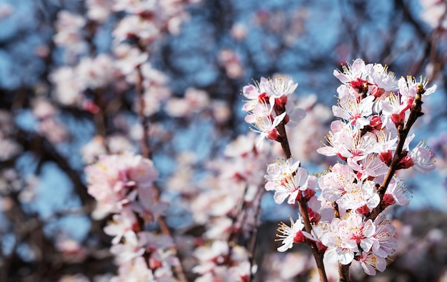 Branches d'abricot sauvage en fleurs