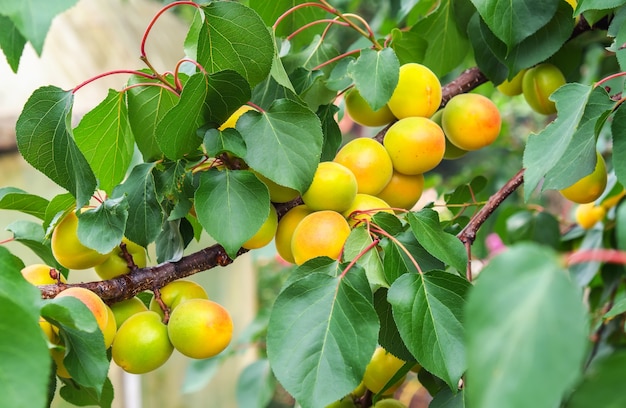 Branches d'abricotier avec fruits et feuilles. Les abricots mûrissent