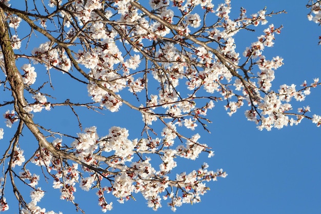 Branches d'abricotier en période de floraison printanière avec ciel bleu en arrière-plan. Faible profondeur de champ. Mise au point sélective sur les fleurs.