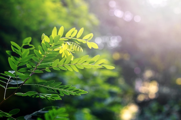 Branches d'acacia avec des feuilles dans la forêt par une journée ensoleillée