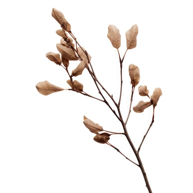 Photo branches d'ail fleur séchée isolée sur fond blanc ia générative