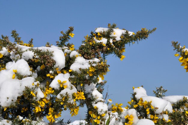 Branches d'ajoncs couvertes de neige