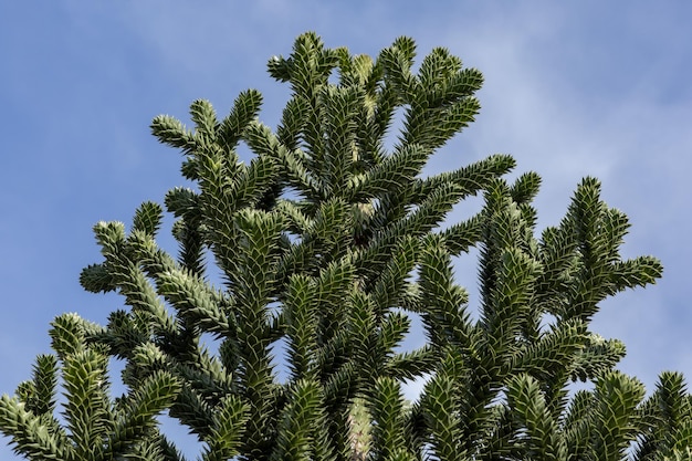 Branches de l'araucaria contre le ciel